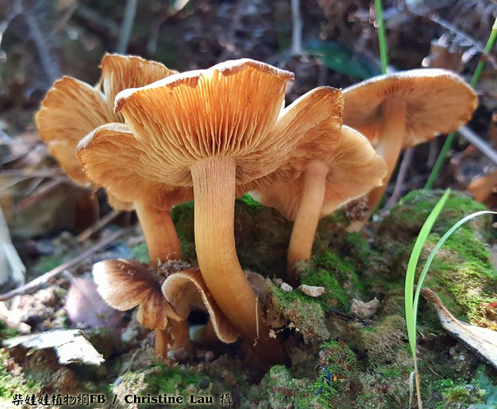 mushroom_裂絲蓋傘_01