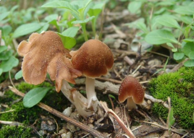 mushroom_晶粒鬼傘_02-1