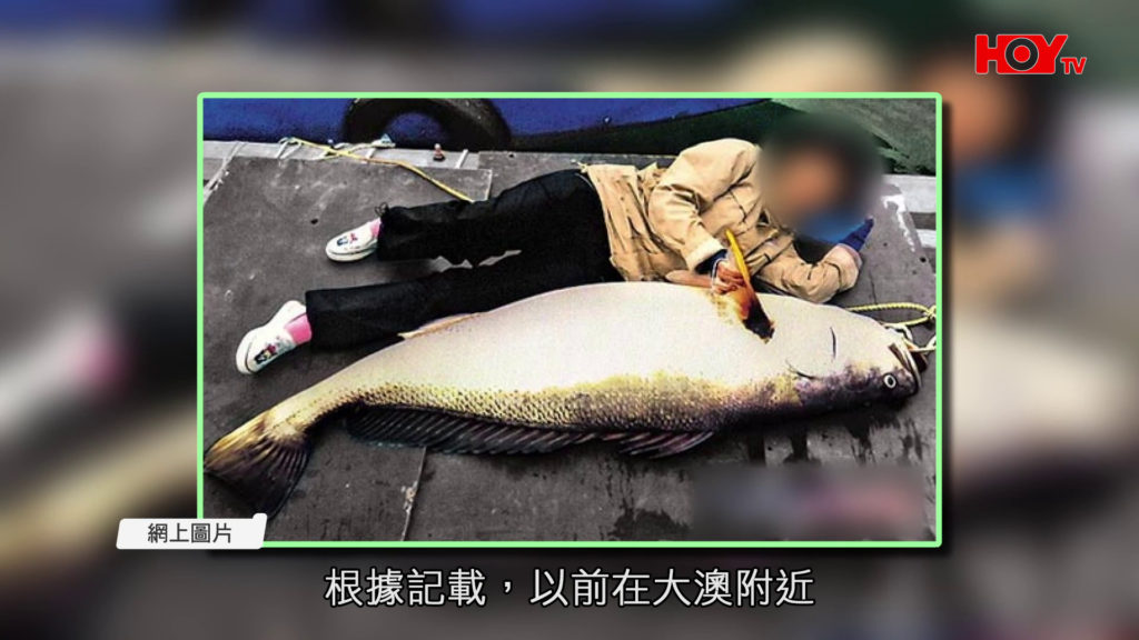 一線搜查｜青馬橋底日日有數十艇釣魚原來犯法？深井居民為何叫苦