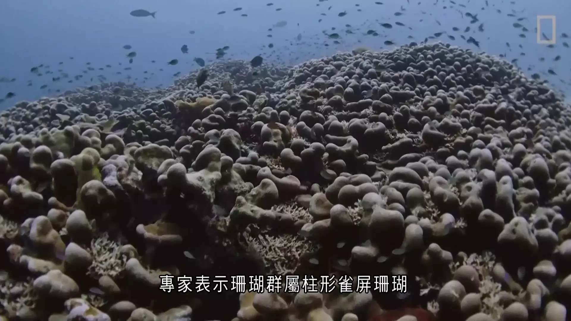 世界轉一圈｜全球最巨型珊瑚全長32米、從太空中可看到存活約300年