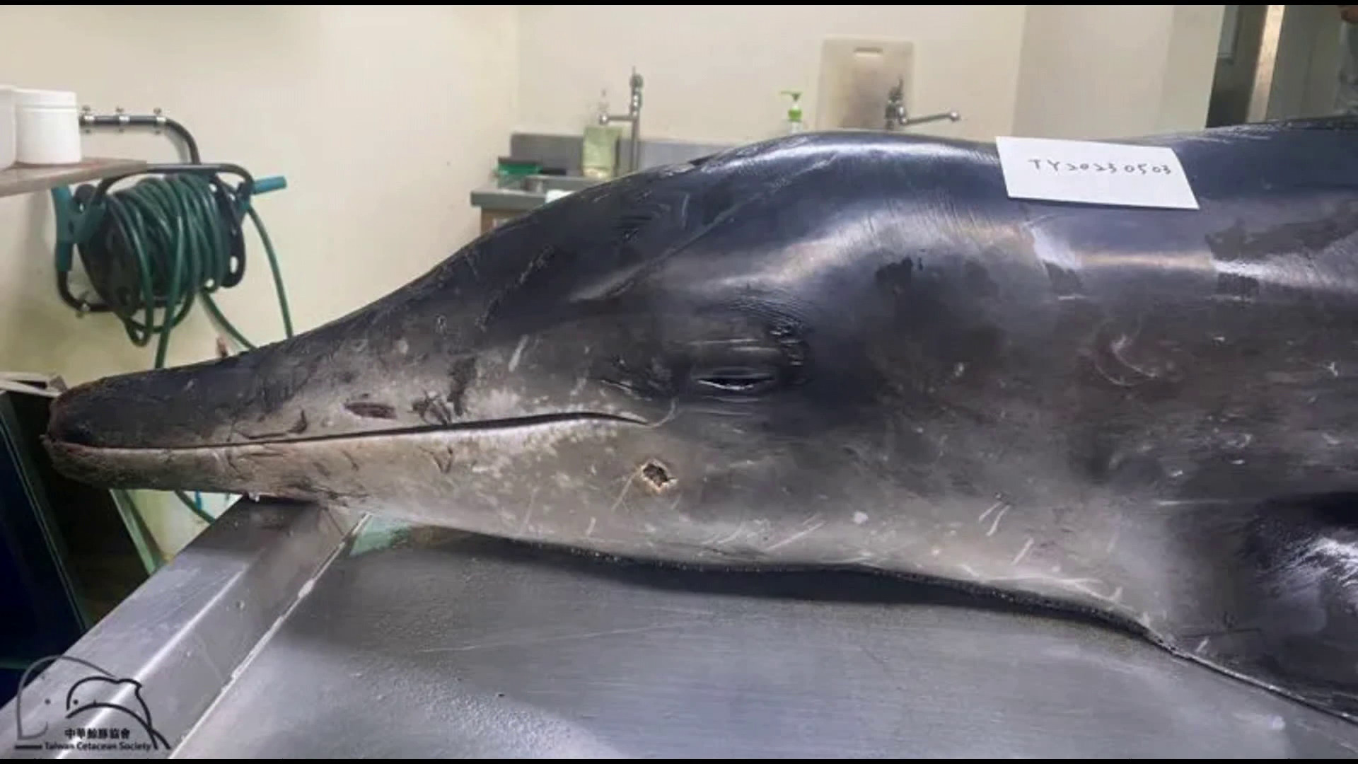 台灣有海豚擱淺死亡　解剖發現中兩槍　疑被槍殺