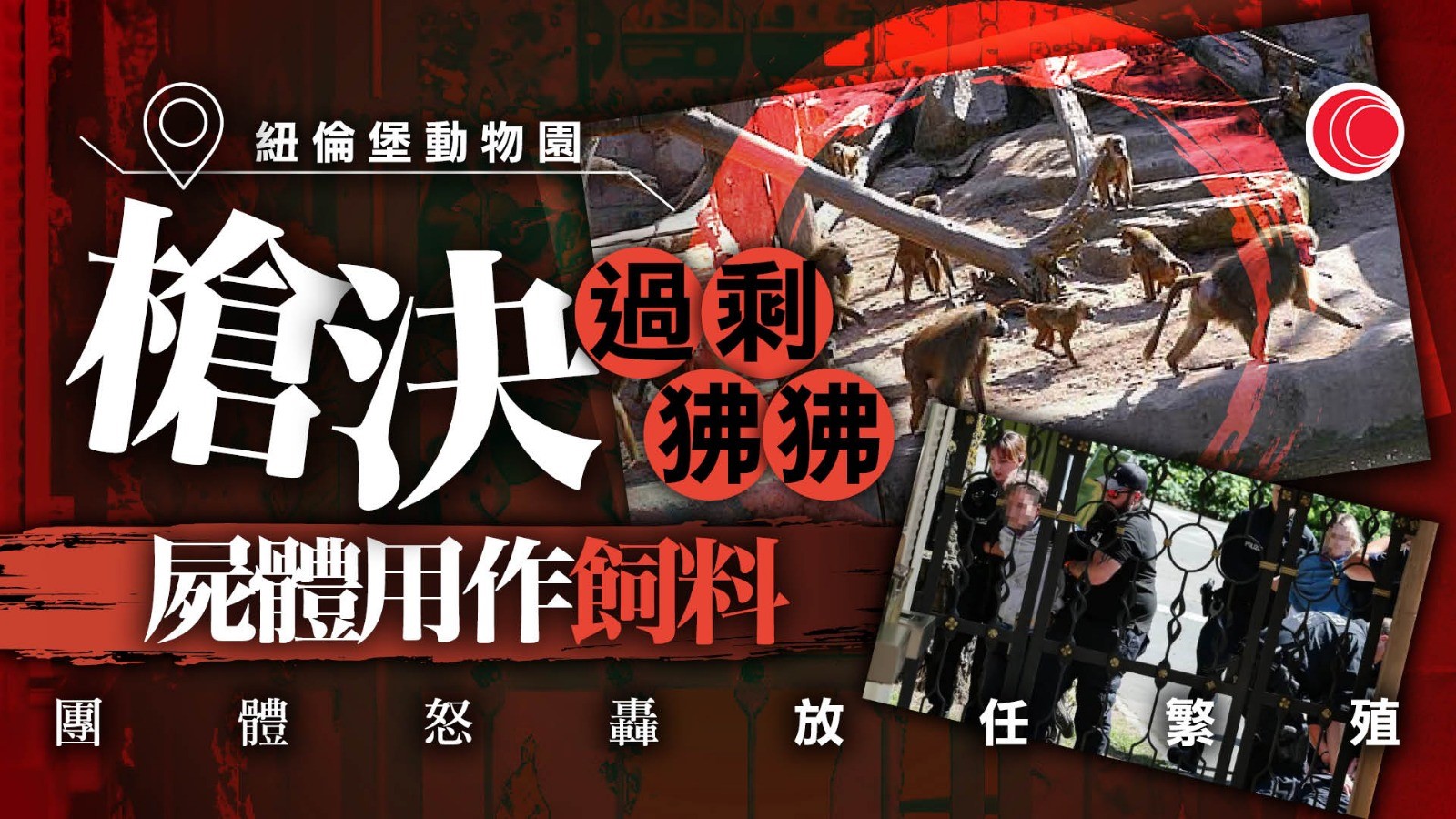 動物園「槍決」12隻健康狒狒 稱避孕失敗、空間不足 屍體作飼料 惹怒動保團體