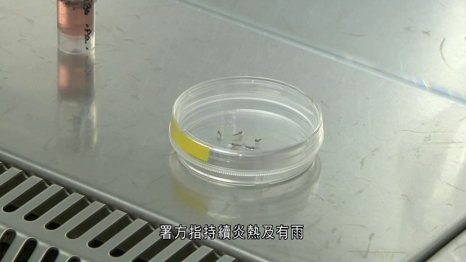 上月白紋伊蚊誘蚊器指數屬二級水平　反映分布頗為廣泛
