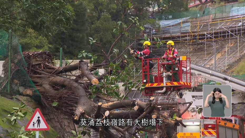 黃雨期間葵涌荔枝嶺路有大樹塌下　無人受傷