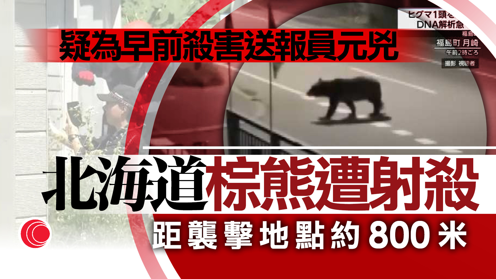 北海道福島町棕熊被射殺　當局懷疑與送報員命案有關　附近商店及居民加緊防範