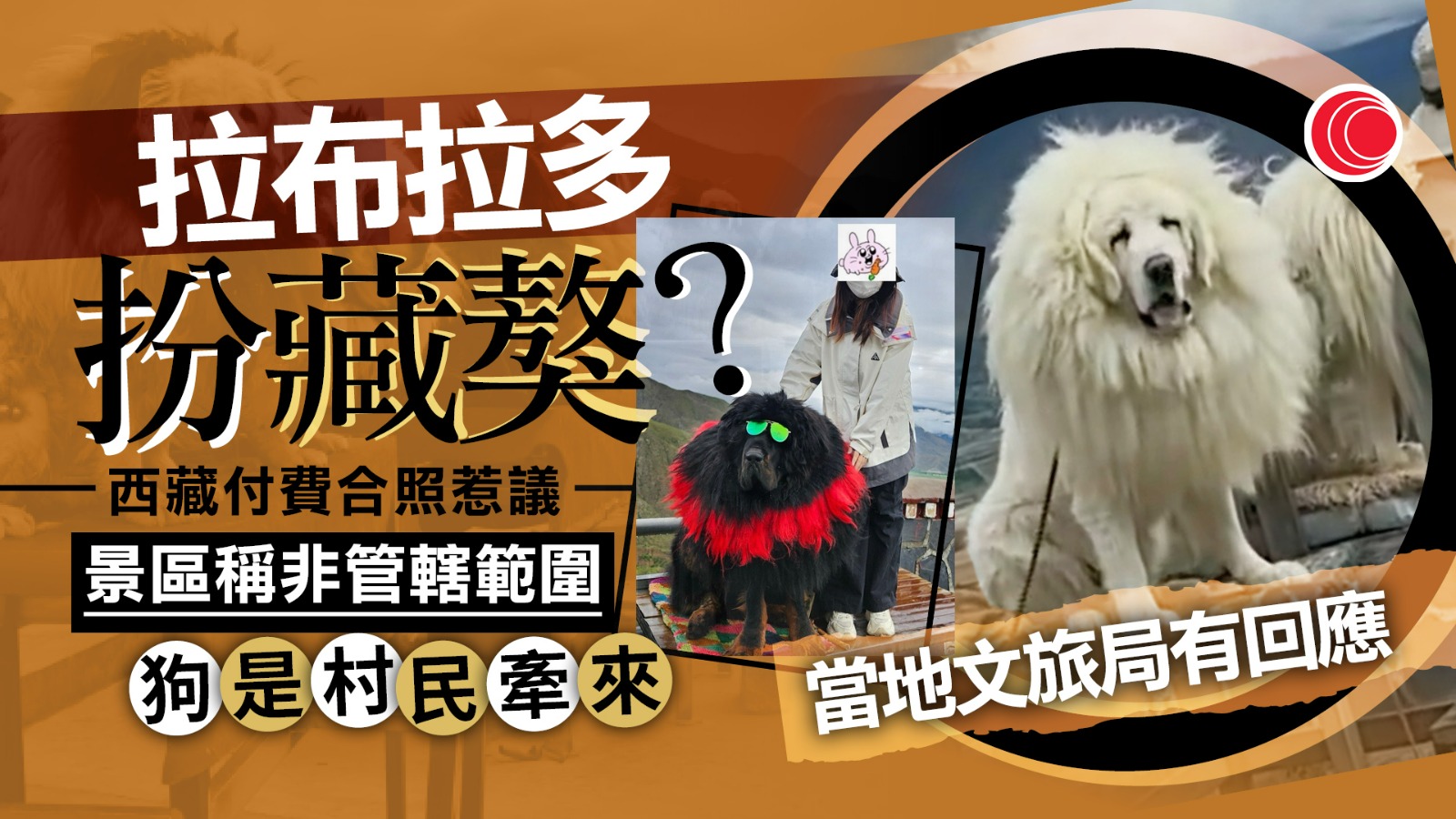 遊西藏聖湖付費與「藏獒」合照　驚見拉布拉多假扮　景區：由村民牽來、非管理範圍