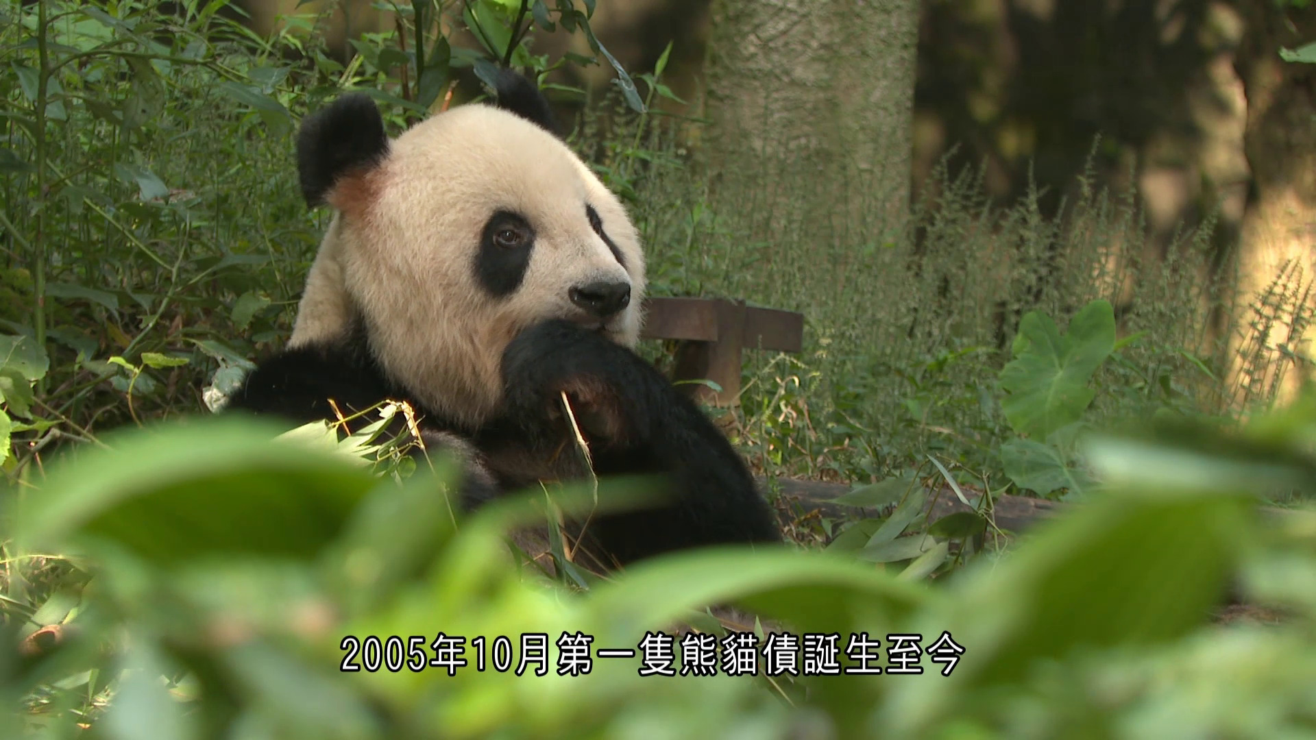 財金百科｜熊貓債
