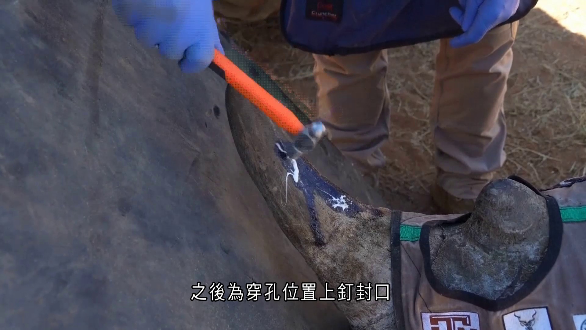 南非有大學為打擊非法狩獵　向犀牛角注射放射物質