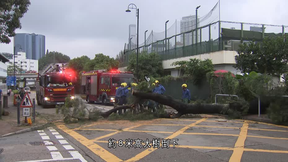 油麻地衛理道大樹倒塌　壓中途經私家車