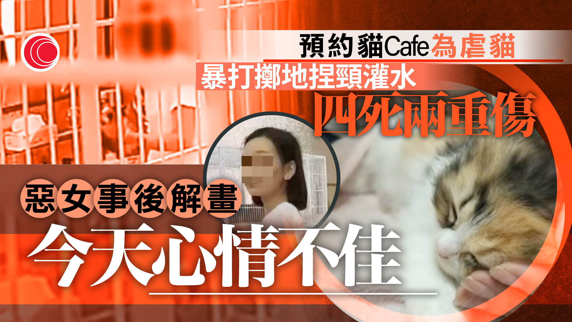 預約「貓Cafe」包廂虐貓　捏頸灌水致內傷失禁　被揭為女慣犯　店主：誓必討回公道