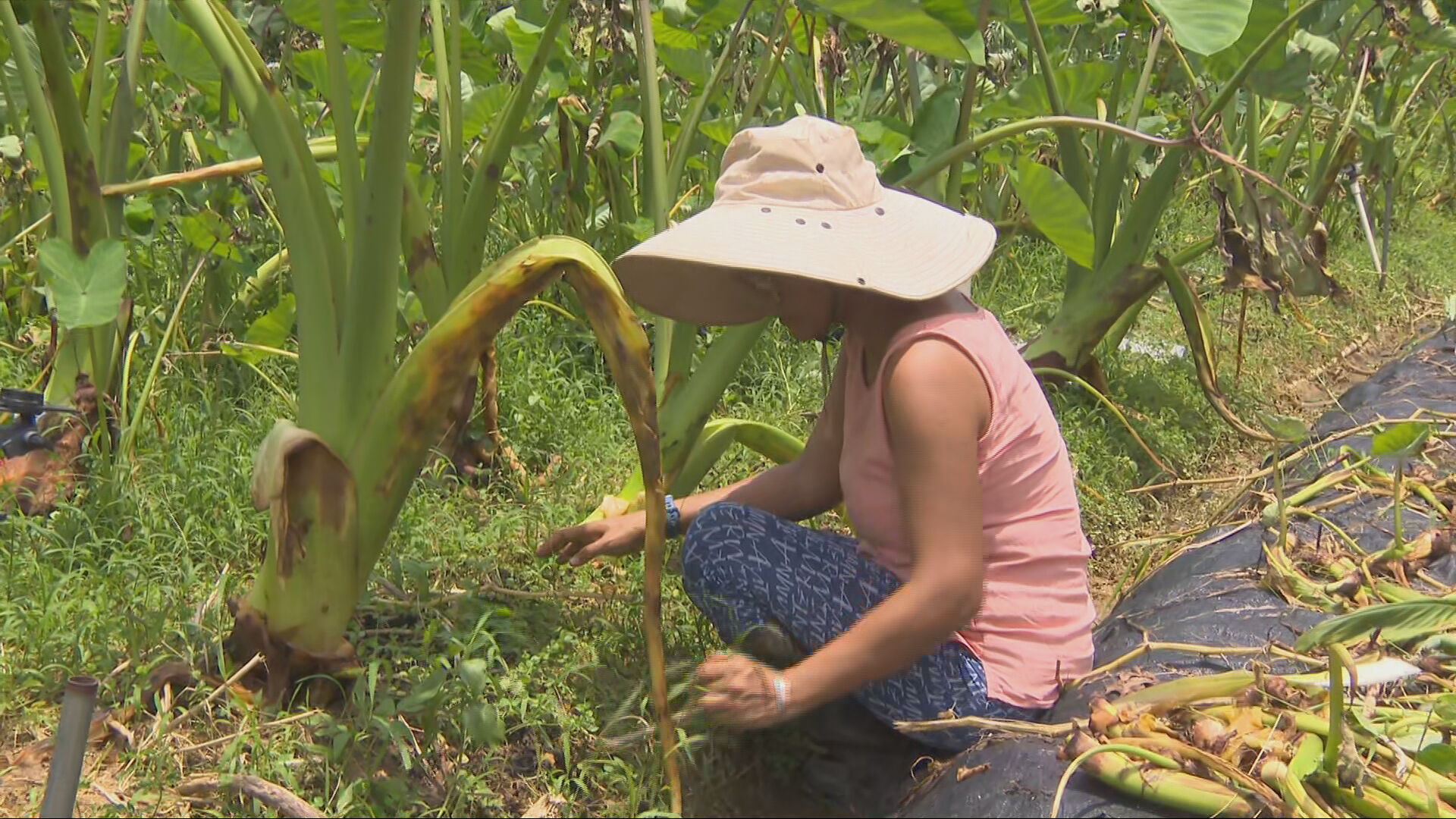 暴雨｜約300公頃新界農地損毀　可申緊急救援基金　有農戶忙於善後：都是要人去做