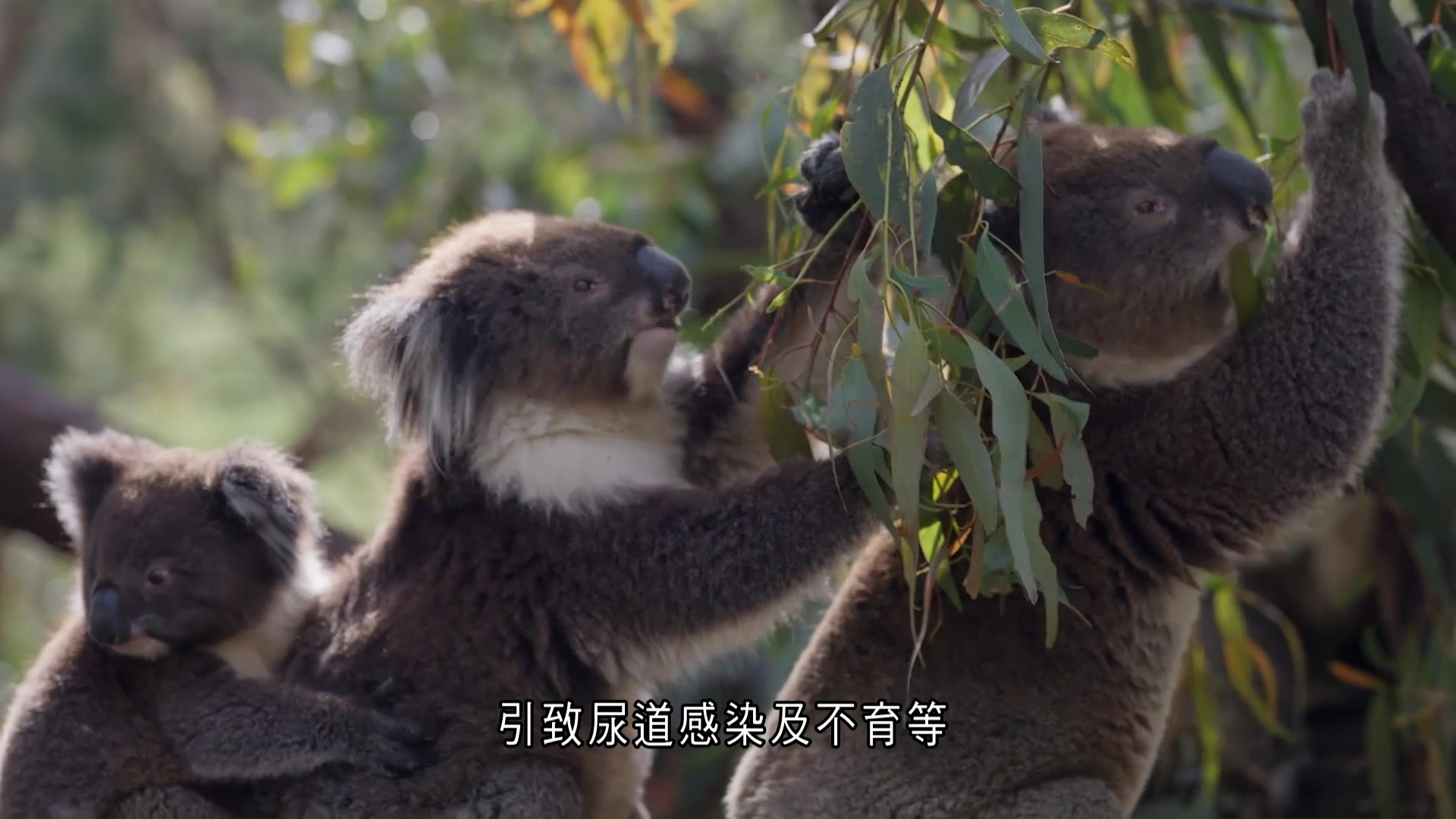 世界轉一圈｜澳洲樹熊因逆轉錄病毒襲瀕危　專家研究8同類基因　覓抵抗曙光