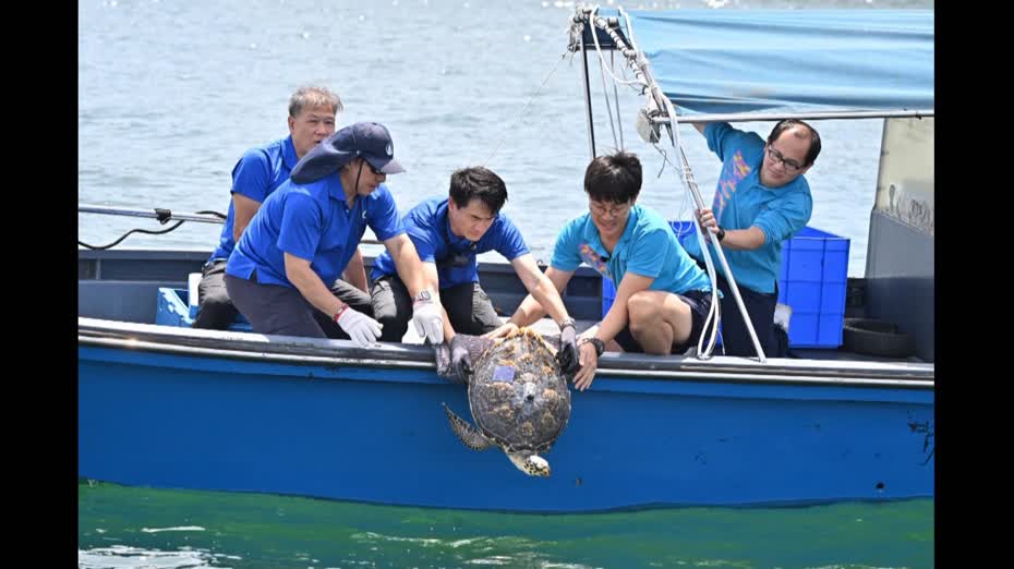漁護署將一隻玳瑁放歸大海