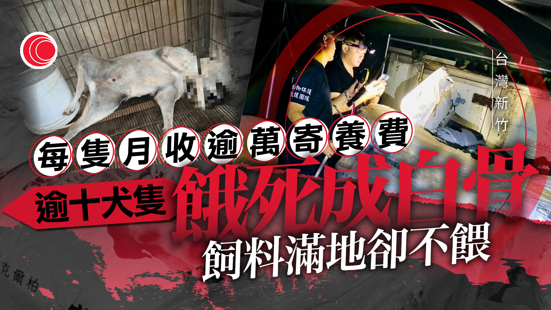 狗場淪煉獄　堆滿狗糧全不開、十多犬隻餓死成白骨　場主收巨額捐款曾被捧「菩薩」