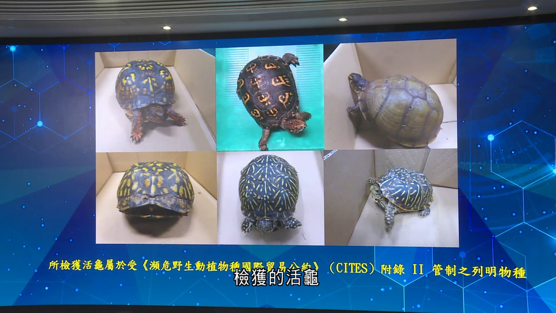 海關機場檢大批瀕危活龜及活體珊瑚　拘五人