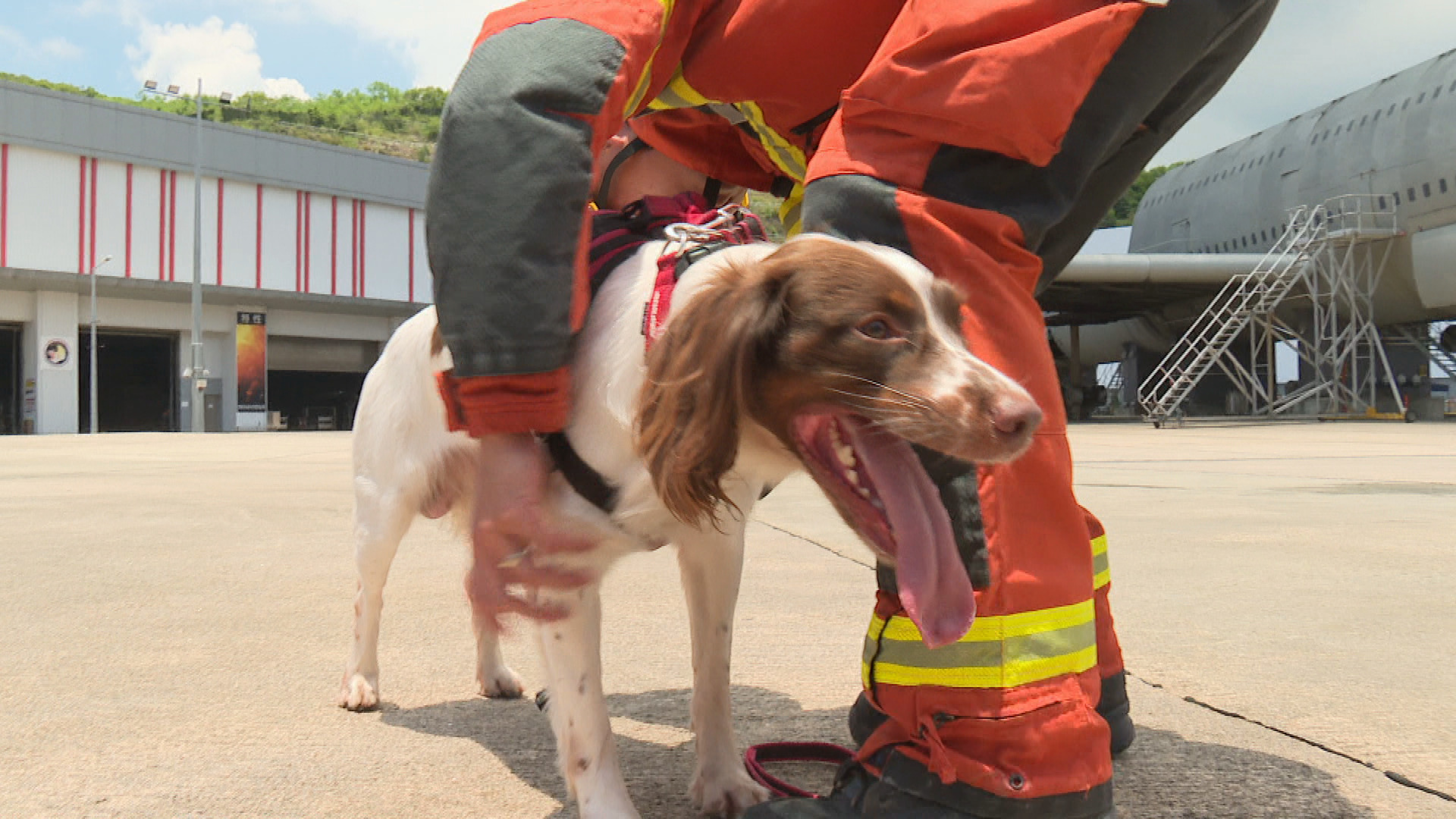 消防搜救犬兩度赴外地救災　領犬員稱共患難「拍檔」情增：見面比家人多、已視為一份子