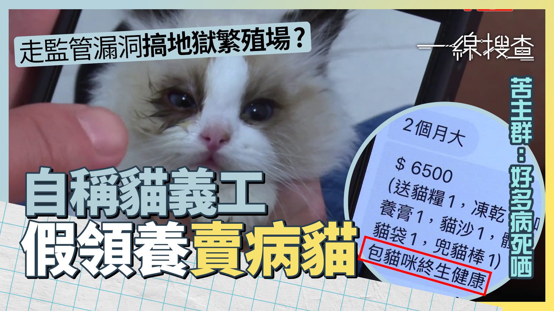一線搜查｜接貓五日即病死　苦主揭「假領養」騙局　阻睇獸醫、狂Sale保健品