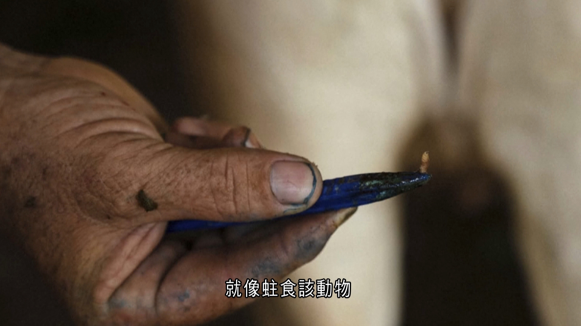 美國現首宗人類感染食肉螺旋蠅蛆病　農業部：倘爆發恐重創畜牧業