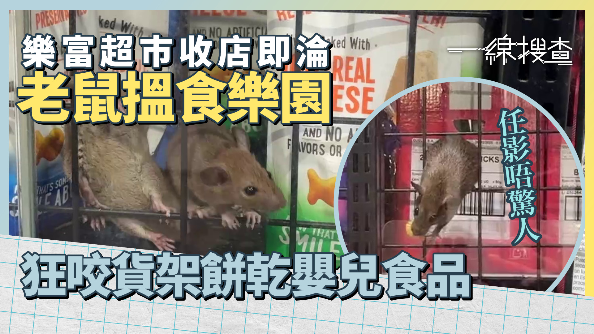 一線搜查｜樂富日式超市淪老鼠樂園　生猛爬貨架開餐逾半年　職員呻無奈：老鼠好精明