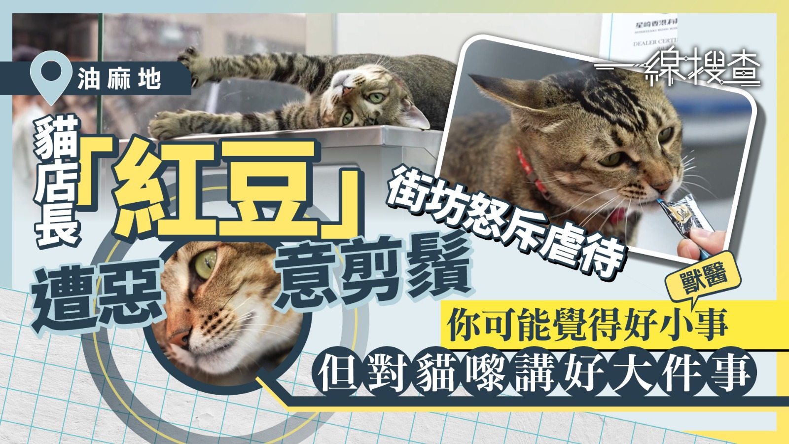 一線搜查｜油麻地貓店長「紅豆」遭人惡意剪鬚　律師：或涉虐待動物、最高囚3年
