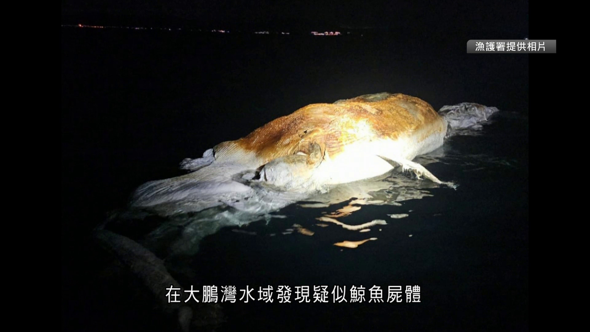 大鵬灣水域現10米長懷疑鬚鯨屍體　屍身嚴重腐爛
