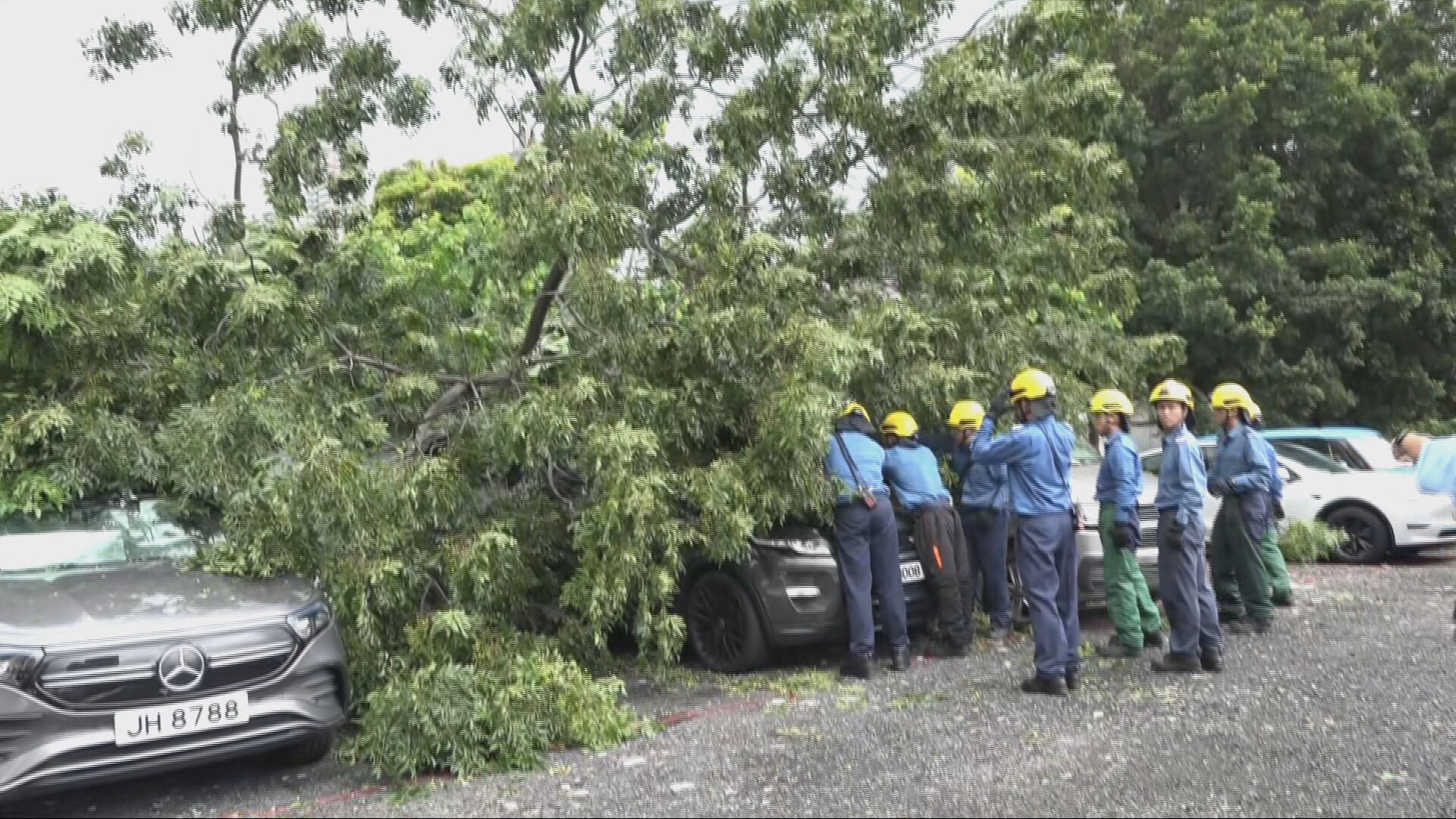 油塘茶果嶺道大樹倒塌　壓中停車場5車　無人受傷