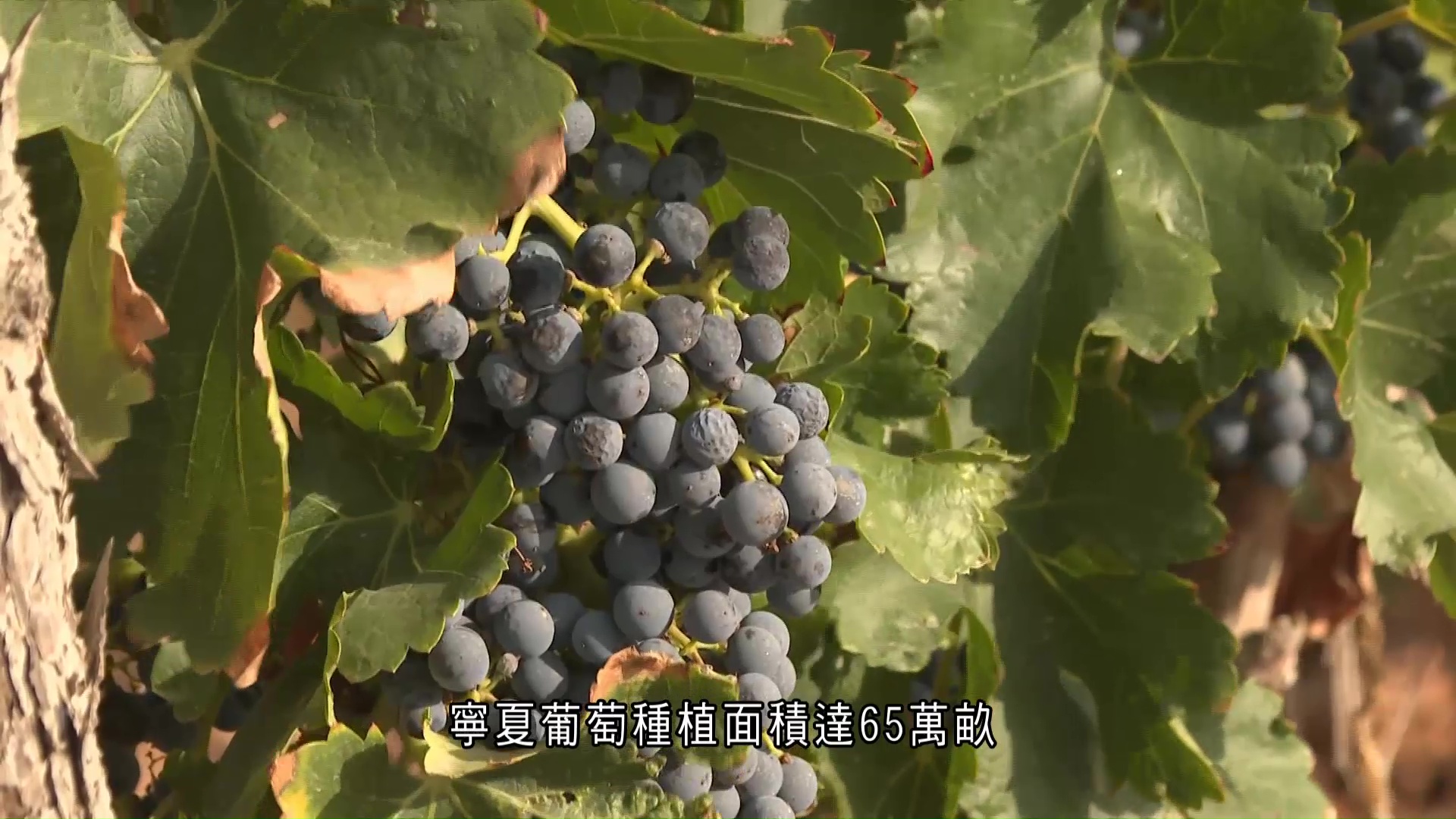 寧夏得天獨厚　賀蘭山葡萄酒聞名於世　銀川打造農光一體化基地