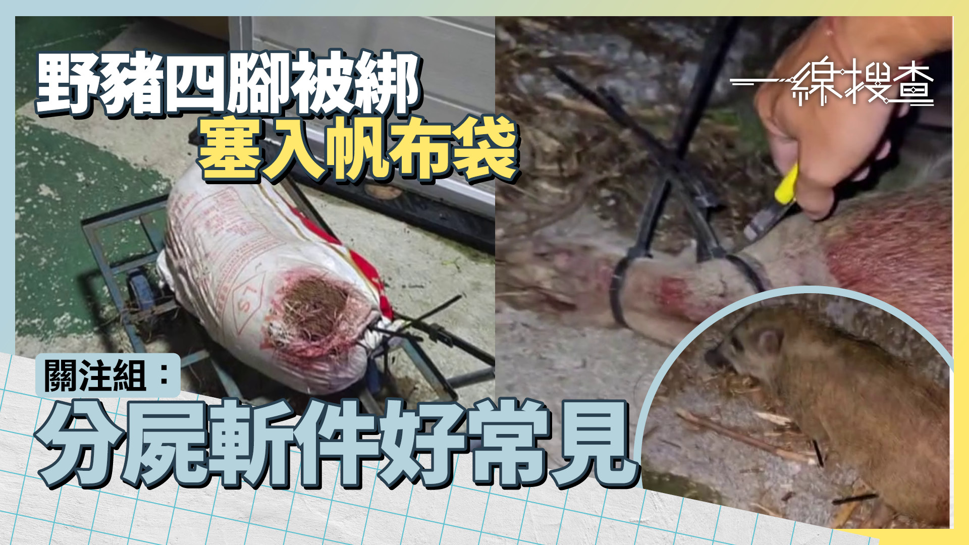 一線搜查|上水驚現染血帆布袋 揭神秘人針對野豬虐待 關注組:分屍斬件係好常見!