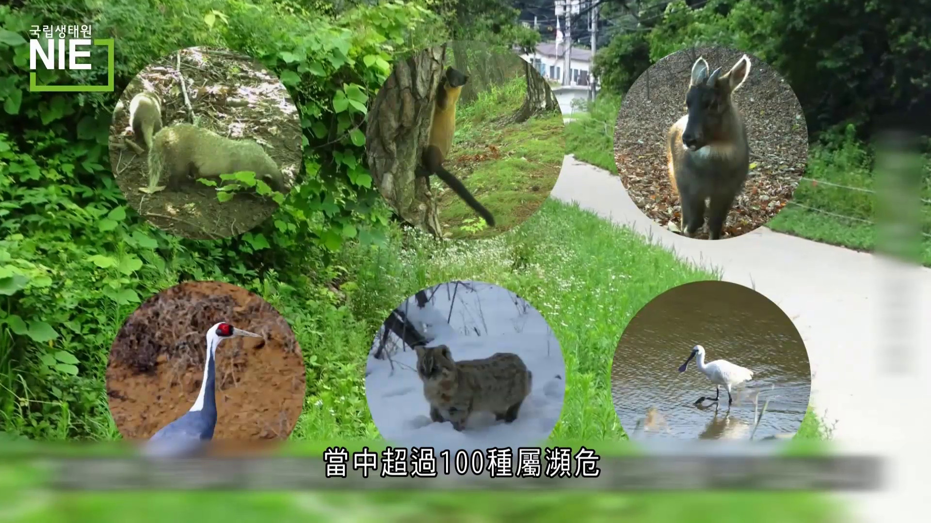 世界轉一圈｜南北韓非軍事區成生態天堂　逾6,000物種棲息　瀕危野生麝香鹿現蹤影