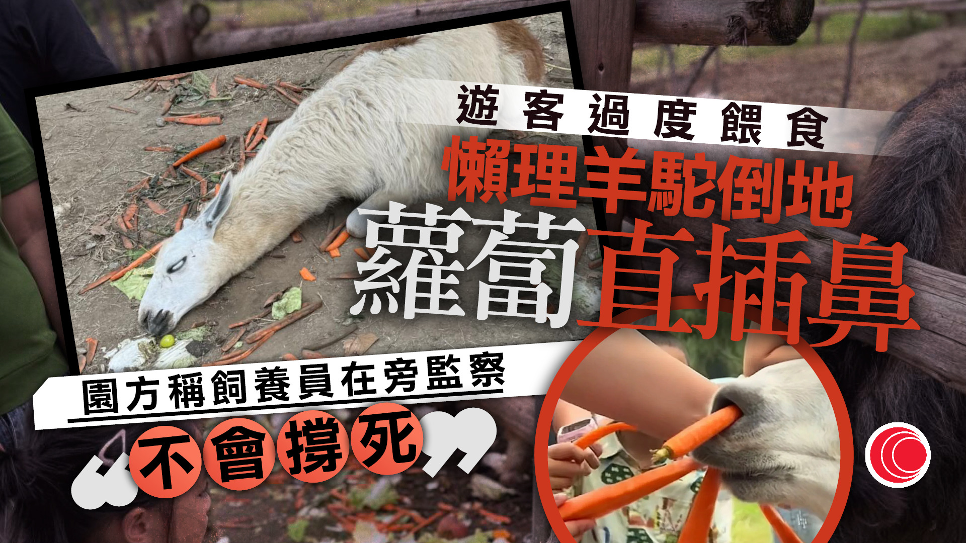 黃金周｜羊駝慘遭過度餵食　蘿蔔插鼻、食滯「反白眼」　園方解畫：撐不死的