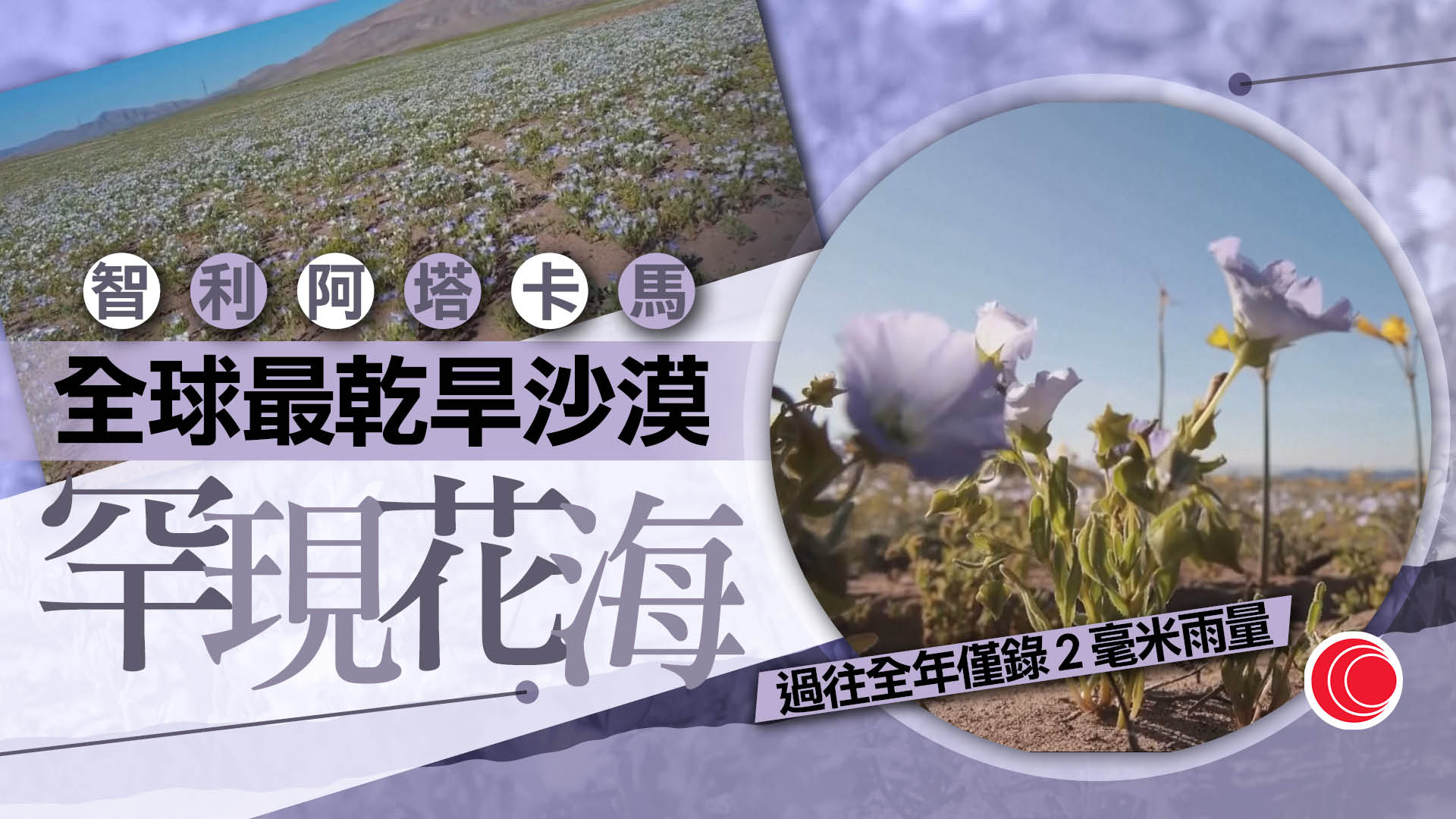 智利全球最乾旱沙漠罕現花海　吸引大批遊客觀賞
