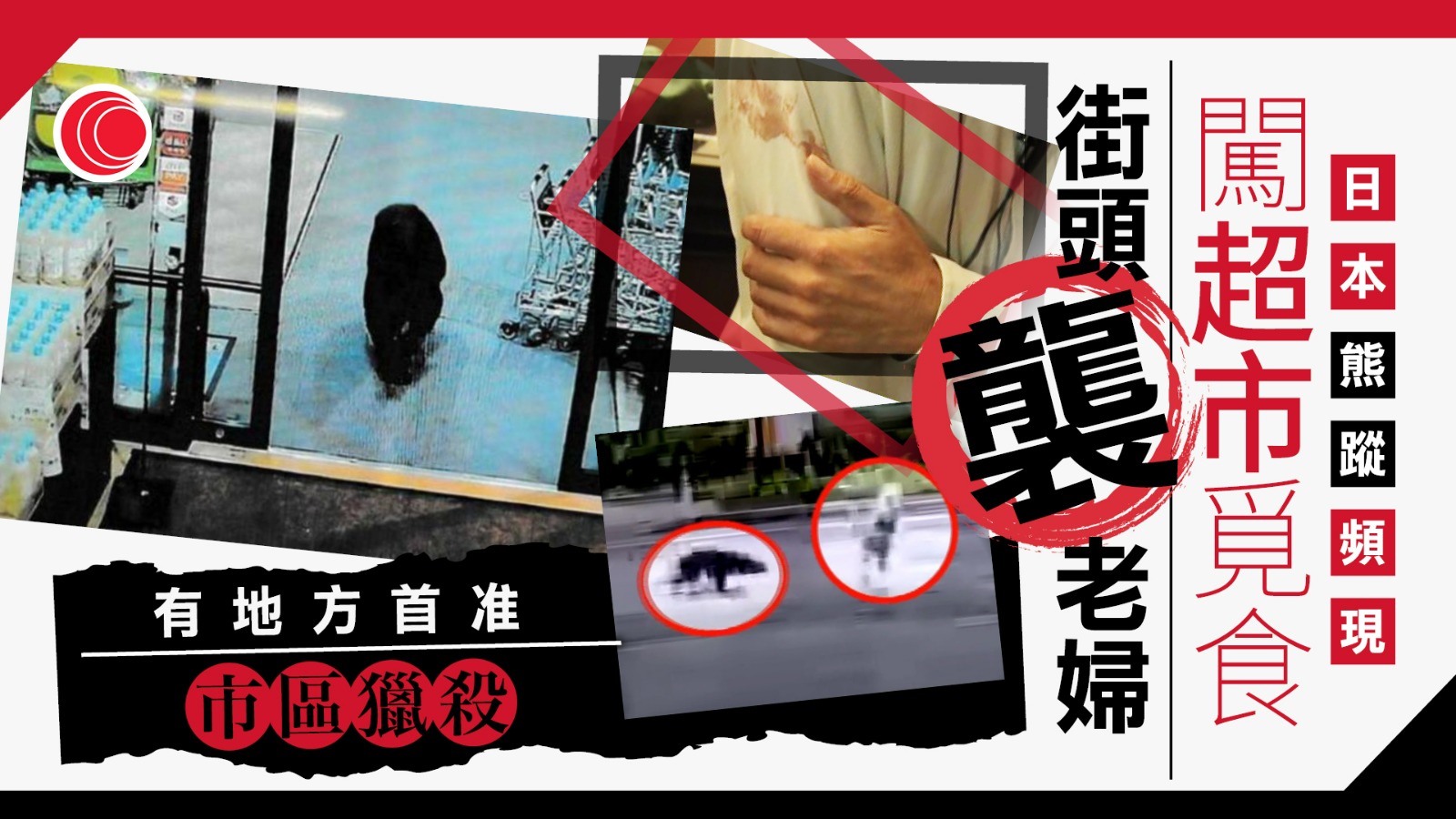日本「熊出沒」激增　闖市區超市傷人、白川鄉亦「淪陷」　專家警告：越來越大膽
