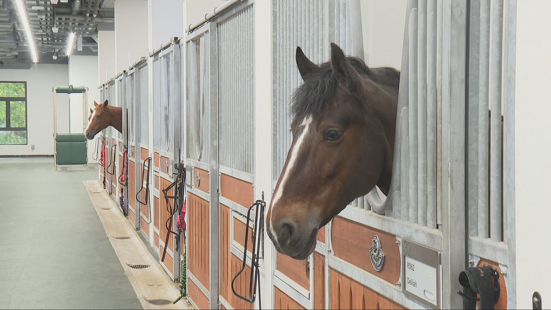 馬會薄扶林公眾騎術學校經3年重建後重開