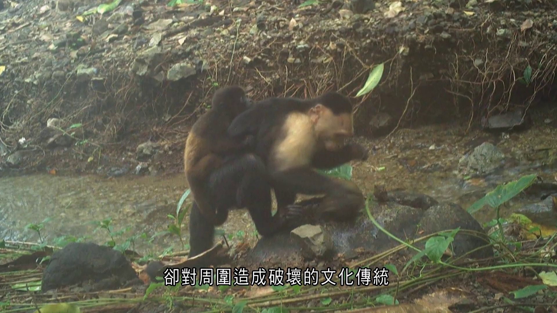 世界轉一圈｜巴拿馬白臉卷尾猴變「綁匪」　一年半拐11吼猴幼兒　研究揭動物界損人不利己文化