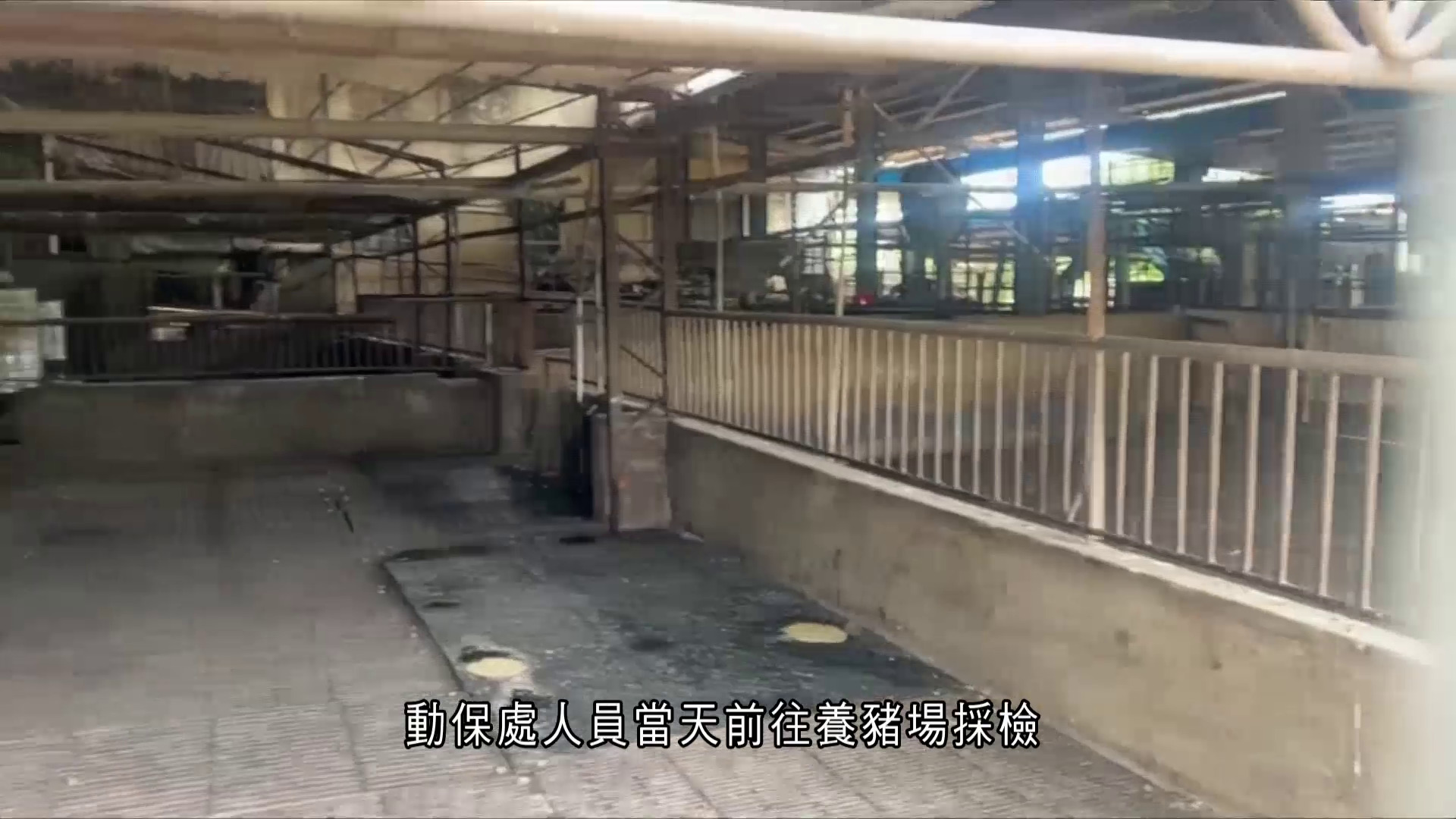 台灣現首宗懷疑非洲豬瘟病例　當局啟動七項防疫措施　攤販憂生意受影響