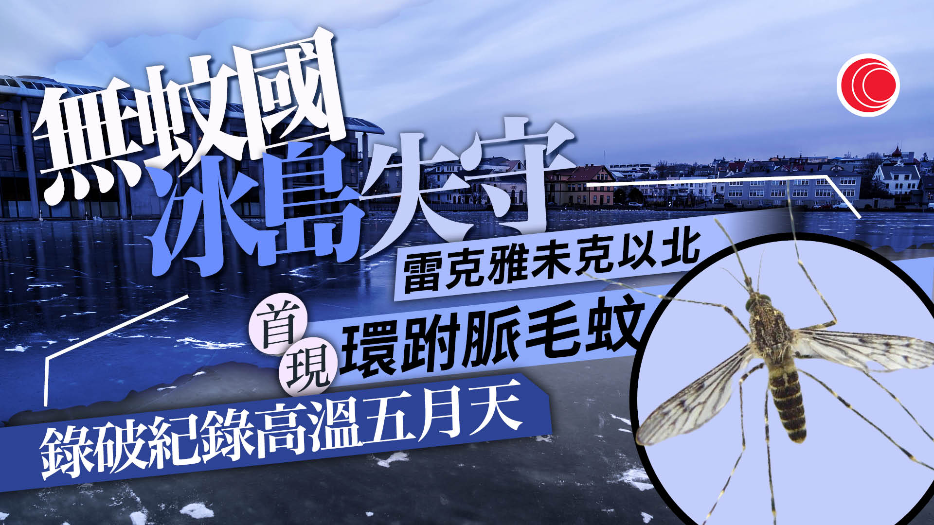 「無蚊國」冰島失守　自然環境首發現蚊