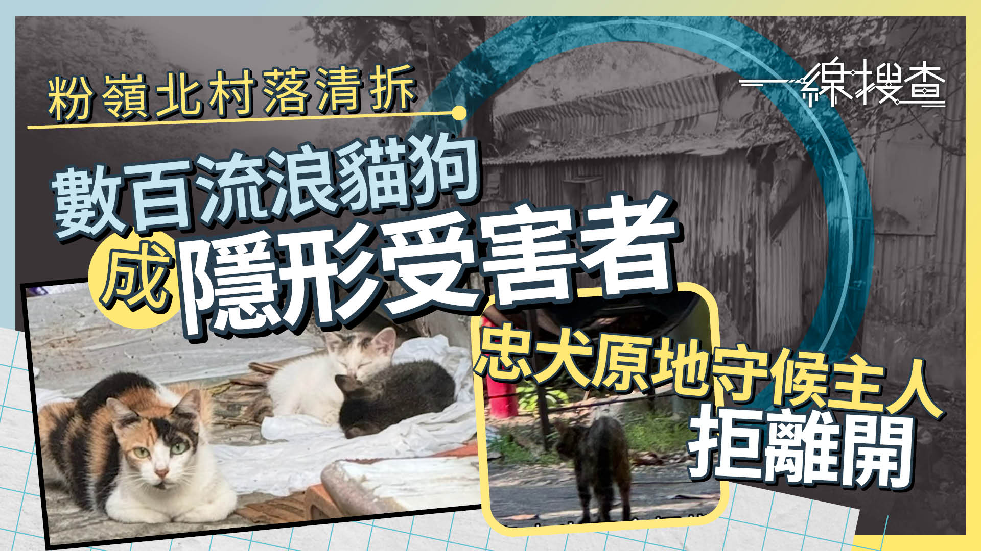一線搜查｜粉嶺北村落面臨清拆　數百流浪貓狗料失棲息地　動物義工：主人已搬離仍原地守候