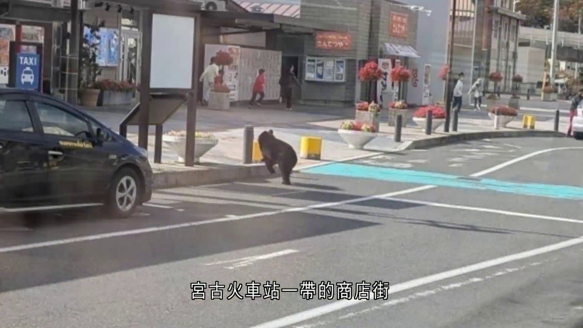 日本秋田2人遭野熊襲擊　受傷送院治理