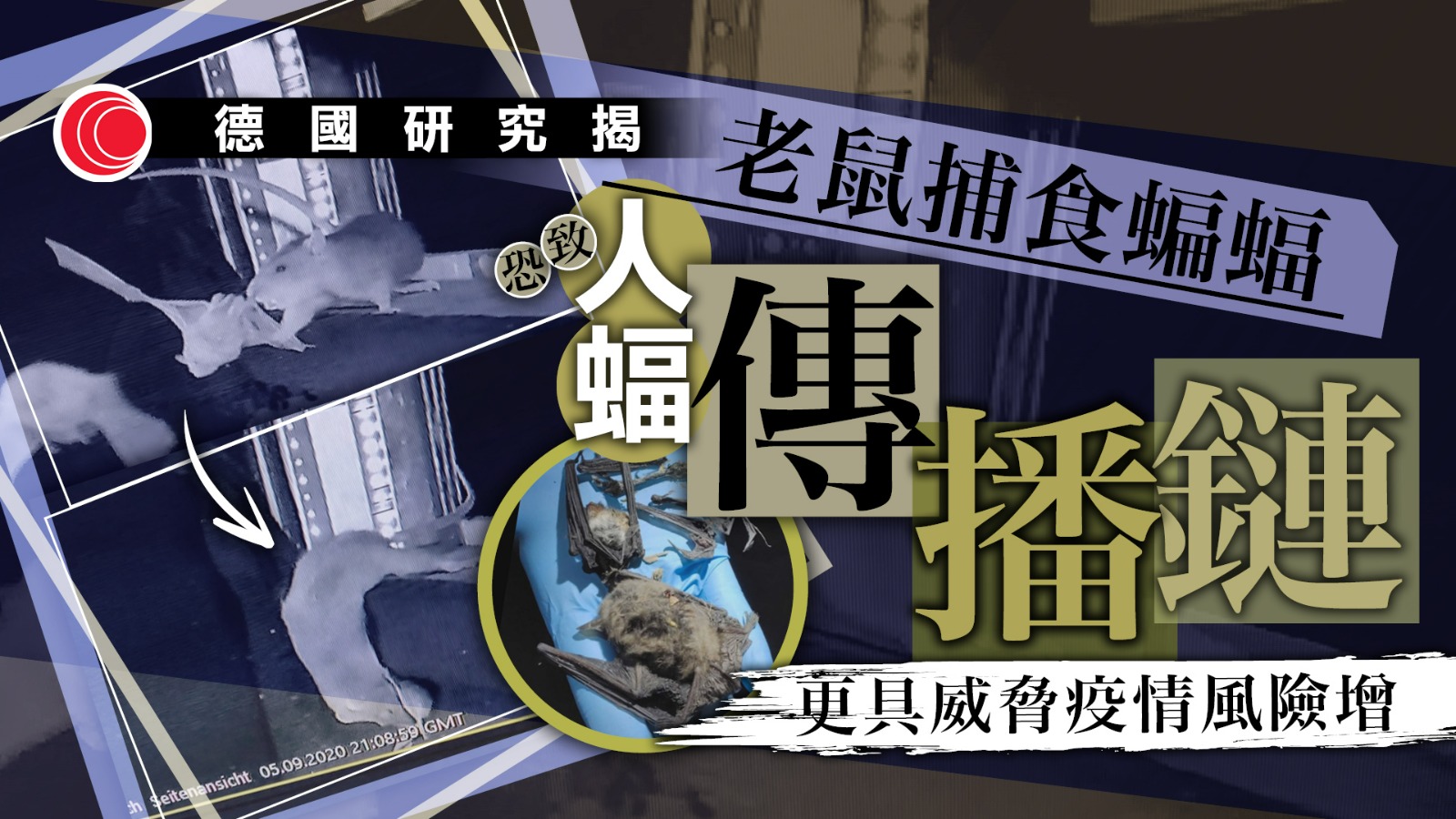 研究首記錄老鼠凌空捕食蝙蝠　專家憂病毒經鼠傳人　增疫情風險