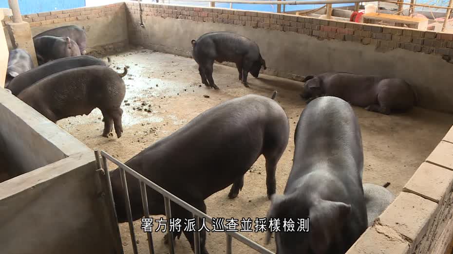 流浮山豬場驗出非洲豬瘟　全部豬隻銷毀