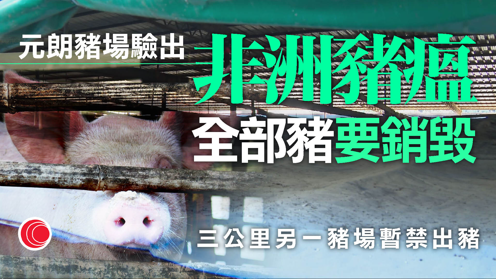 非洲豬瘟｜流浮山豬場銷毀全部豬隻