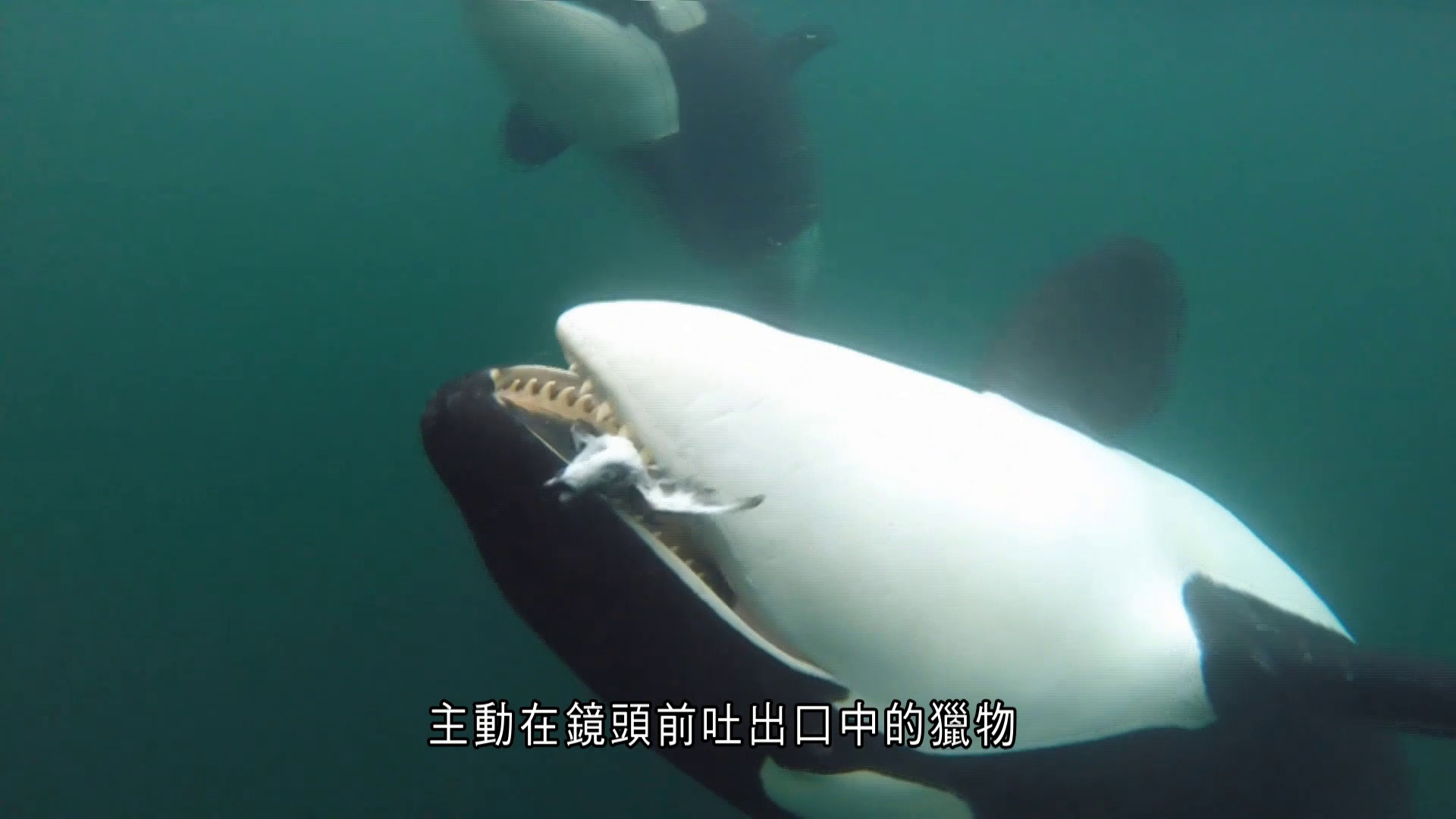 世界轉一圈｜虎鯨主動「送禮」人類？　20年內34宗分享獵物個案　學者：或有意建立關係