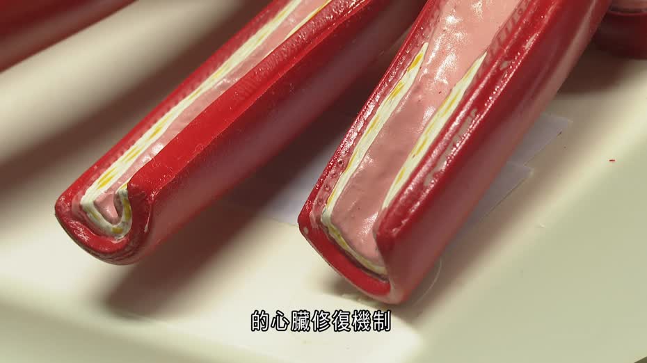 中大發現嬰兒時期具心肌細胞再生機制　冀重新激活　日後應用於臨床治療