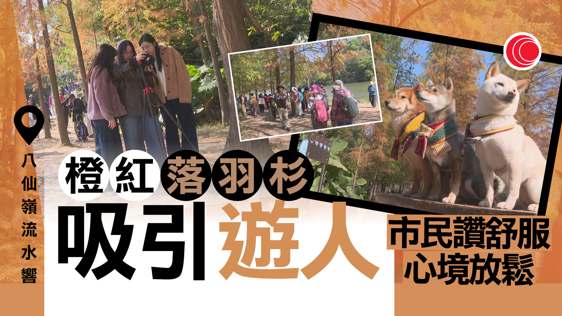 流水響水塘落羽杉「轉紅」　家長攜子女打卡賞「天空之鏡」　市民：好放鬆、舒服