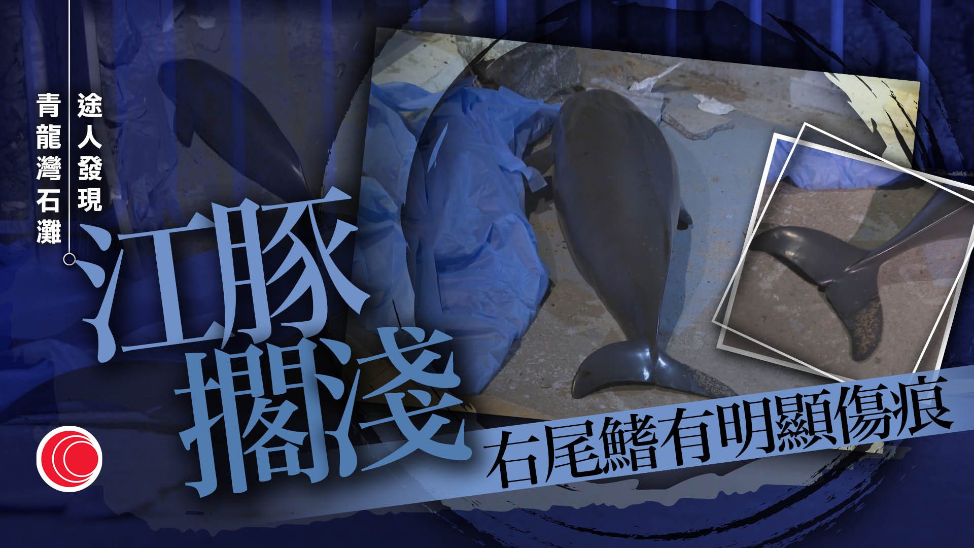 荃灣青龍灣石灘發現江豚屍體