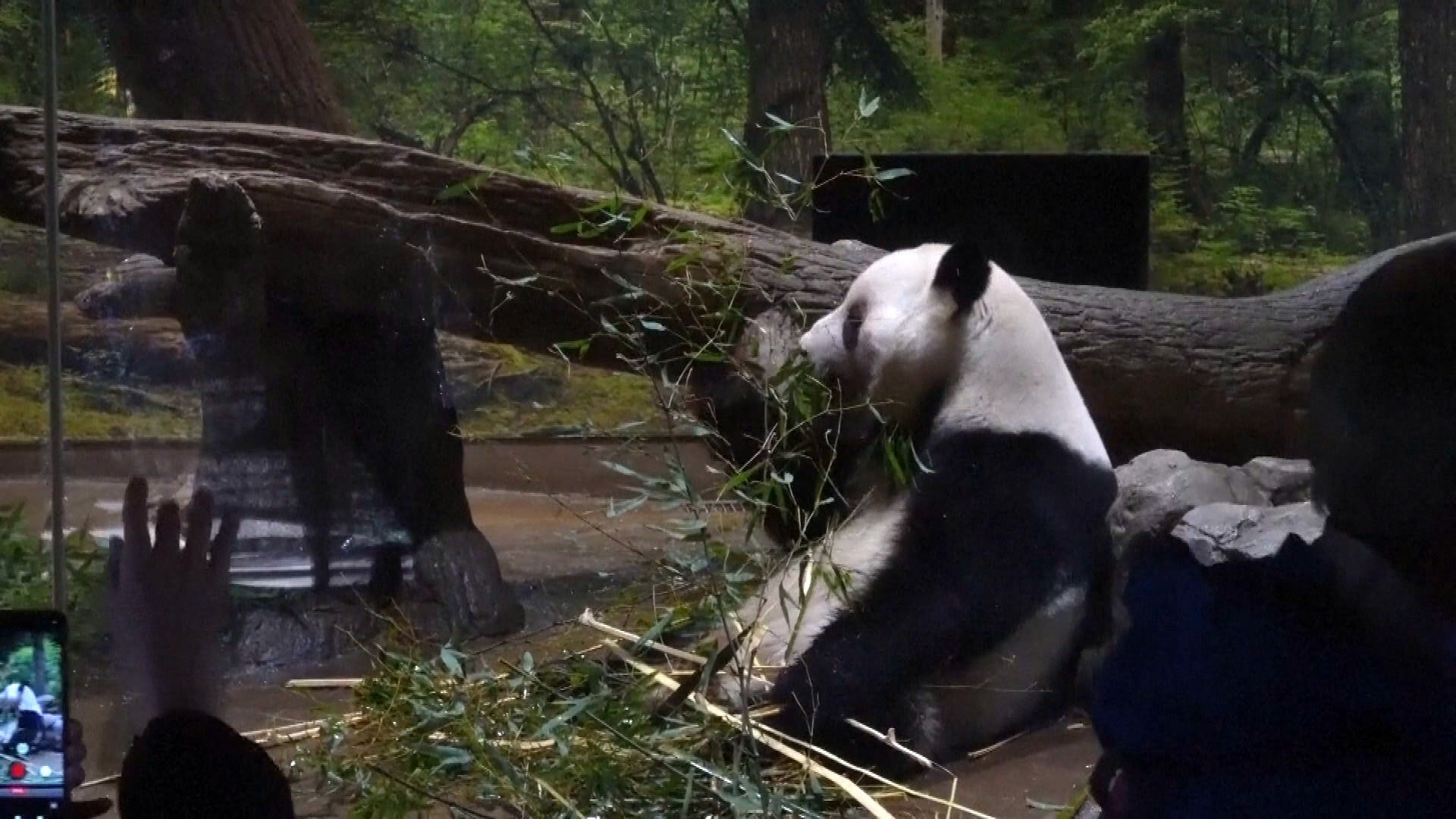 旅日大熊貓「曉曉」和「蕾蕾」啟程回國
