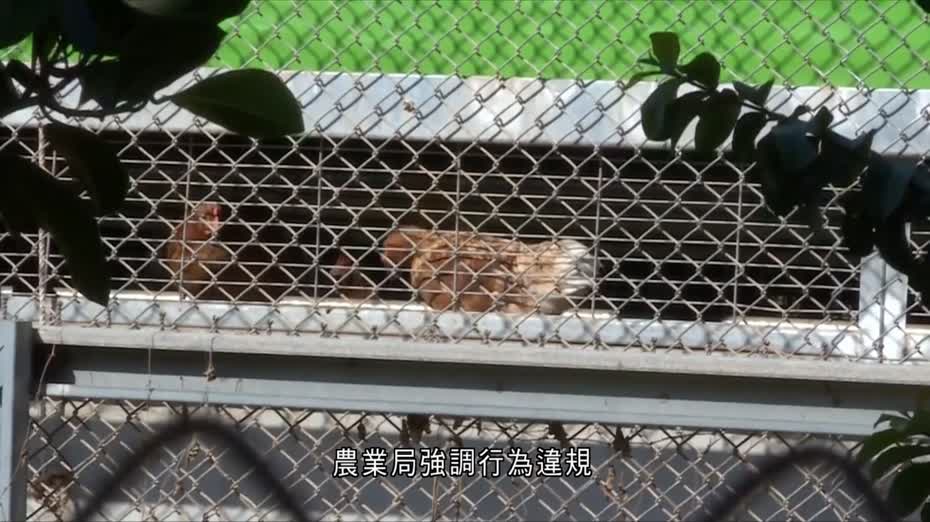 台中養殖場涉隱瞞禽流感疫情　當局表明將處罰