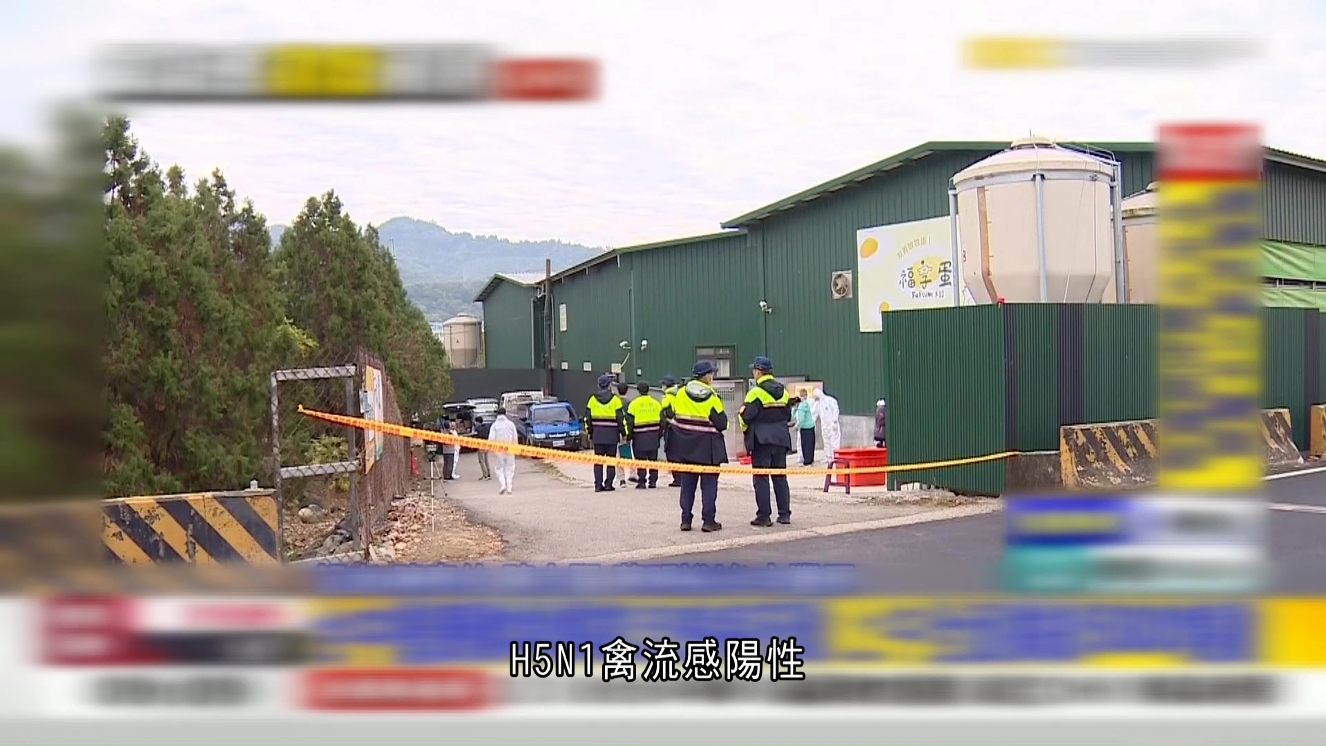 台中雞場爆禽流感撲殺5千隻雞　雞場負責人或將面臨罰款