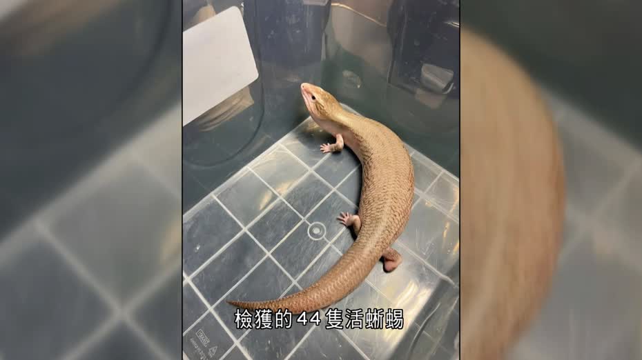 海關深圳灣查車檢瀕危活蜥蜴　市值約11.5萬元