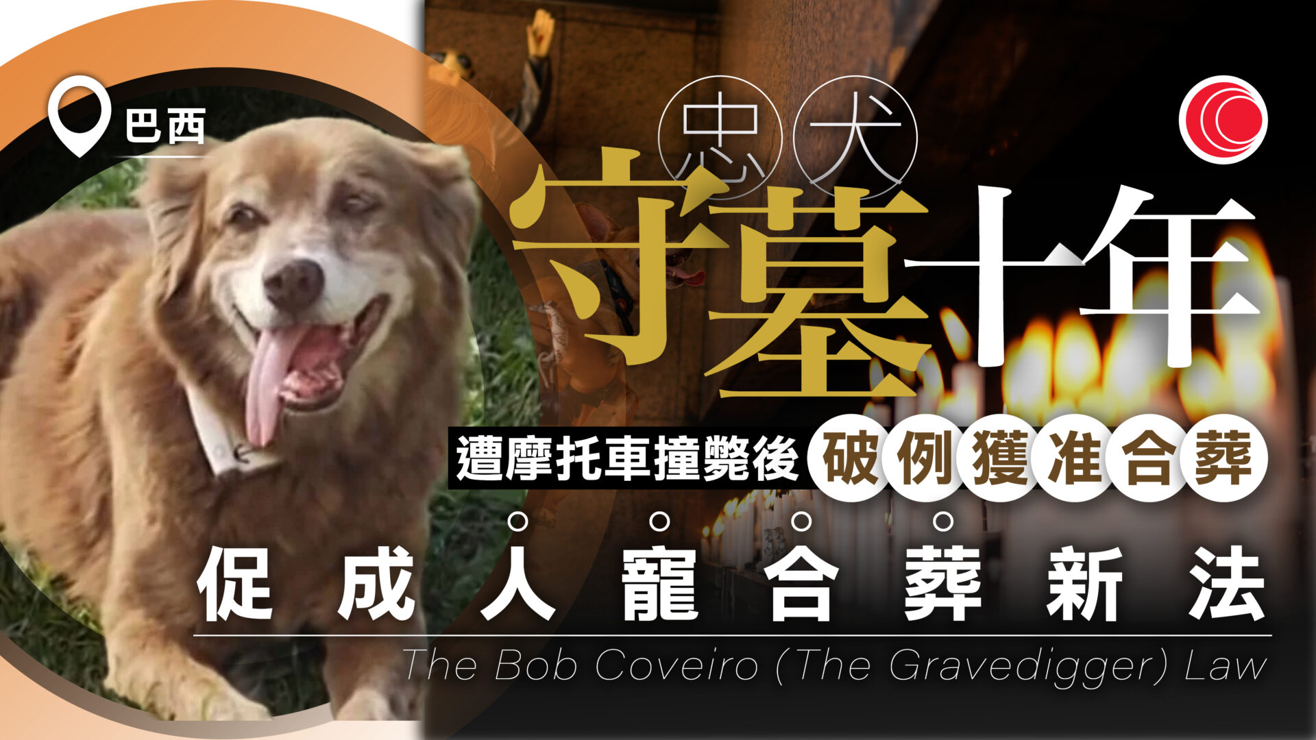 巴西忠犬守墓十年感動全國　促成新法准寵物與主人合葬：讓牠們更有尊嚴地離開